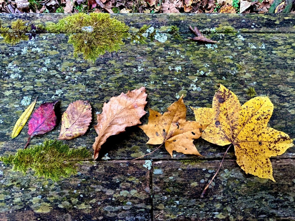 [遊・楽・学]落ち葉をひたすら並べる
