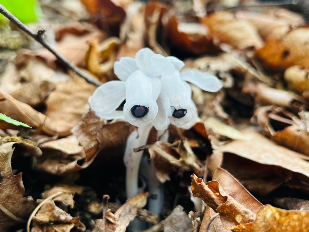 [記録]ギンリョウソウ発見！