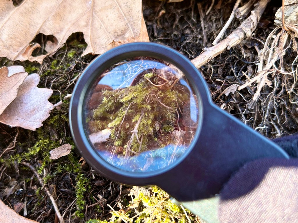 [遊・楽・学]虫メガネを片手に自然観察