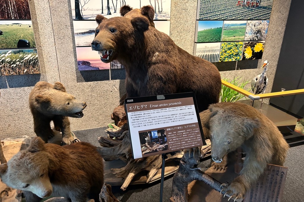 卒業論文大発表会「浦幌のヒグマこんなに調べました！2024」@浦幌町立博物館へGO！