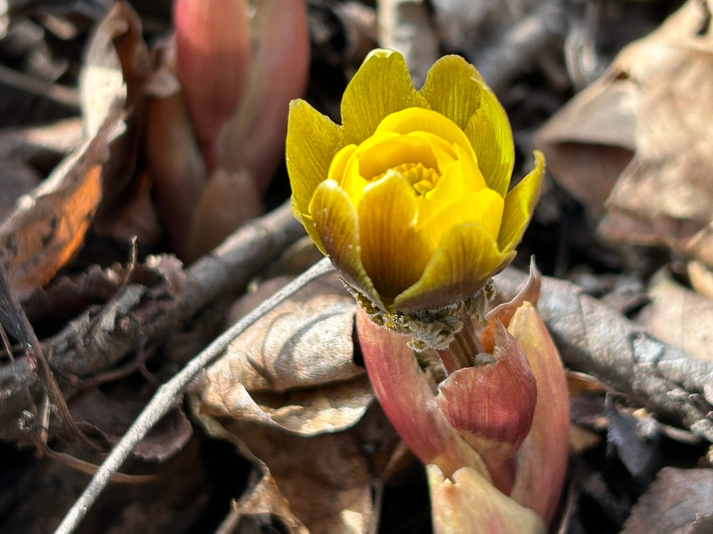 【記録】フクジュソウが顔を出し始めた！