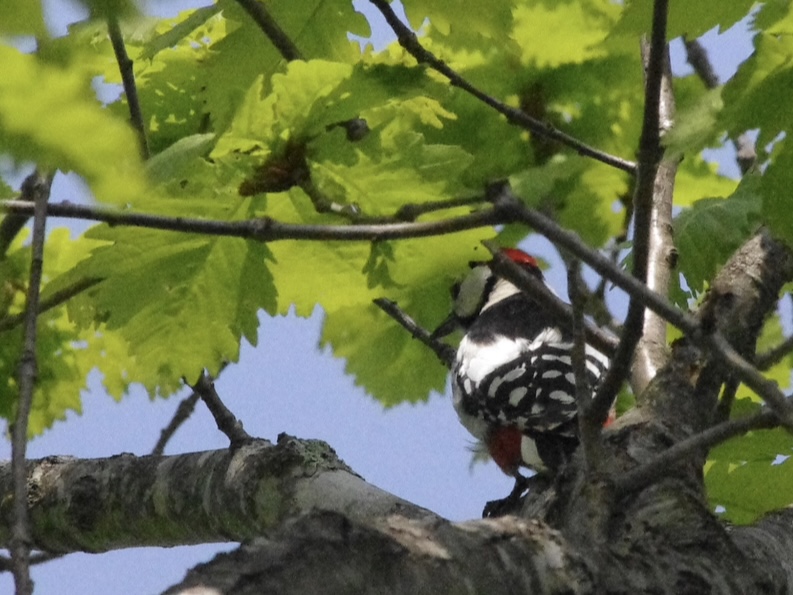 アカゲラの写真が出てきた！！！